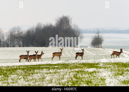 Le chevreuil (Capreolus capreolus), groupe dans paysage de neige, de l'Allemagne, Bade-Wurtemberg Banque D'Images