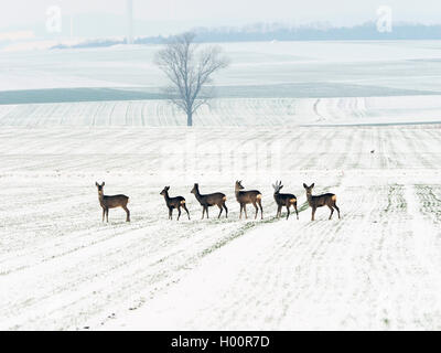 Le chevreuil (Capreolus capreolus), groupe dans paysage de neige, de l'Allemagne, Bade-Wurtemberg Banque D'Images