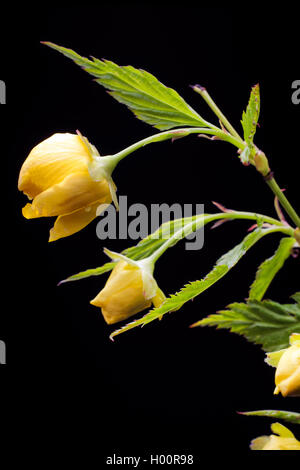 Japanese rose, mauve du Juif, les Juifs vexille Mallow (japonica), de bourgeons sur fond noir Banque D'Images