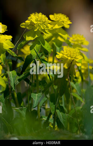 L'euphorbe ésule (Euphorbia epithymoides coussin), blooming, Autriche Banque D'Images