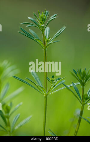 Gaillet, éleusine, Catchweed le gaillet (Galium aparine), Sprout, Allemagne Banque D'Images