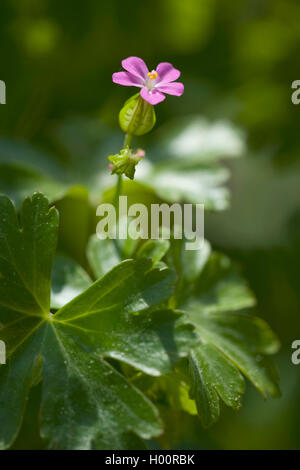 Géranium sanguin (Geranium lucidum brillant), la floraison, Allemagne Banque D'Images