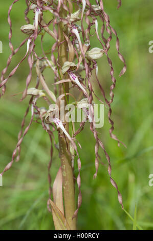 (Himantoglossum hircinum), fleurs, Allemagne Banque D'Images