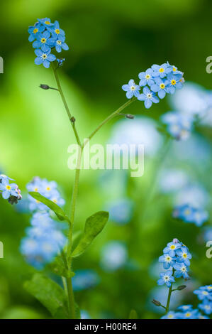 Bois forget-me-not, forget-me-not (Myosotis sylvatica), blooming, Allemagne Banque D'Images