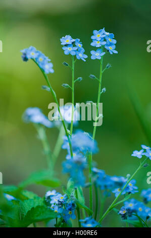 Bois forget-me-not, forget-me-not (Myosotis sylvatica), blooming, Allemagne Banque D'Images