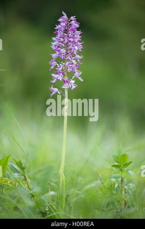 Orchidée militaire (Orchis militaris), blooming, Allemagne Banque D'Images