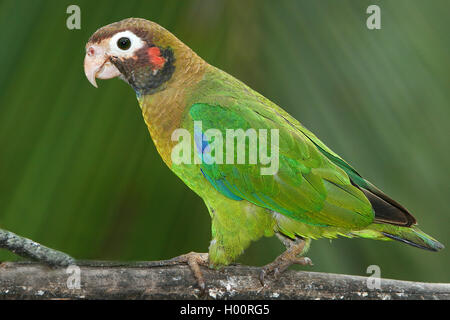 Brown-hooded Parrot (Pionopsitta haematotis), est assis sur une branche, le Costa Rica Banque D'Images