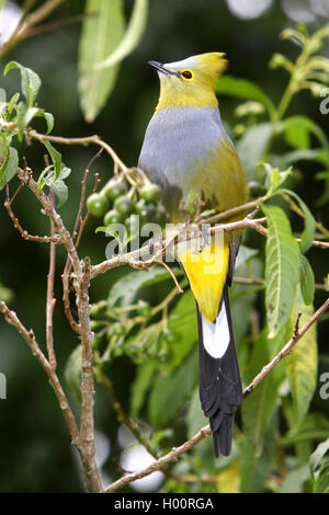 Attrape-mouches soyeux à longue queue (Ptiliogonys caudatus), mâle assis sur une branche, Costa Rica Banque D'Images