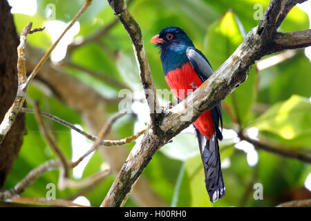 Trogon à queue vineuse (Trogon Massena), homme, Costa Rica Banque D'Images