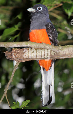 Baird (trogon Trogon bairdii), homme, Costa Rica Banque D'Images