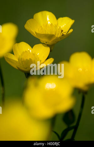 Renflée (Ranunculus bulbosus), blooming, Allemagne Banque D'Images