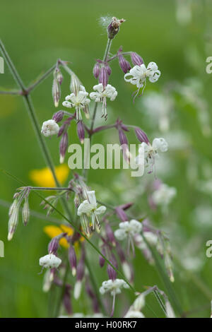 Nottingham Scouler (Silene nutans), blooming, Allemagne Banque D'Images