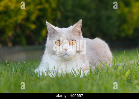 British Shorthair (Felis silvestris catus) f., 4 ans chat British Shorthair lilas blanc en couleur tortie couchée dans un pré, front view Banque D'Images