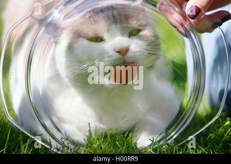 British Shorthair (Felis silvestris catus) f., 7 ans chat mâle blanc fauve en léchant la vitamine coller dans un plat en verre, portrait Banque D'Images