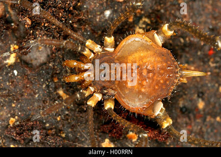 Harvestman (Glysterus), sur le terrain, Costa Rica Banque D'Images