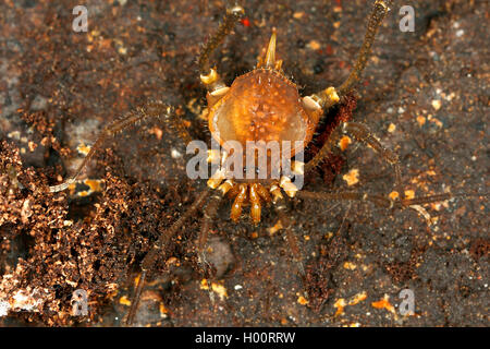 Harvestman (Glysterus), sur le terrain, Costa Rica Banque D'Images