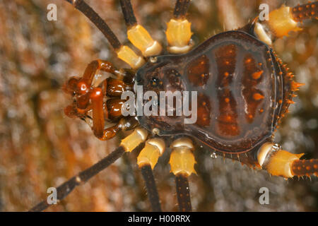 Harvestman (Glysterus), sur le terrain, Costa Rica Banque D'Images