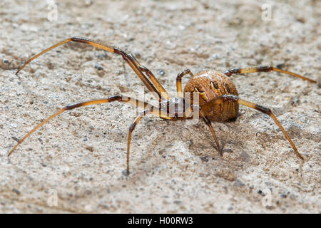 Brown (Latrodectus geometricus araignée veuve), sur une pierre, le Costa Rica Banque D'Images