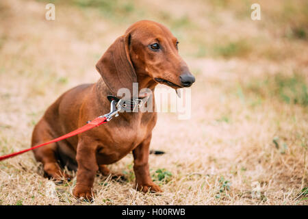 Rouge marron chien Teckel Jouer Piscine Banque D'Images