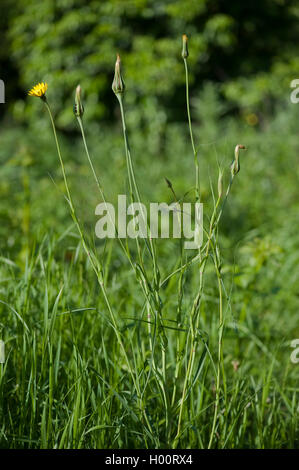 Meadow goat's beard, jack-go-to-bed-à-midi, meadow salsifify (Tragopogon pratensis), la floraison, Allemagne Banque D'Images