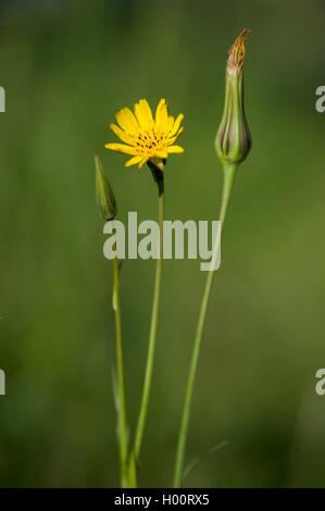 Meadow goat's beard, jack-go-to-bed-à-midi, meadow salsifify (Tragopogon pratensis), la floraison, Allemagne Banque D'Images