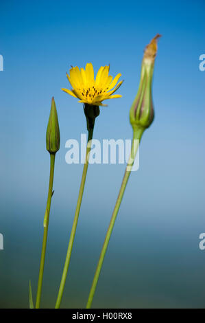 Meadow goat's beard, jack-go-to-bed-à-midi, meadow salsifify (Tragopogon pratensis), la floraison, Allemagne Banque D'Images