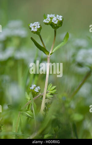 La mâche, mâche, mâche (Valerianella locusta), blooming, Allemagne Banque D'Images