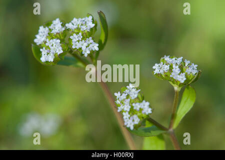 La mâche, mâche, mâche (Valerianella locusta), blooming, Allemagne Banque D'Images