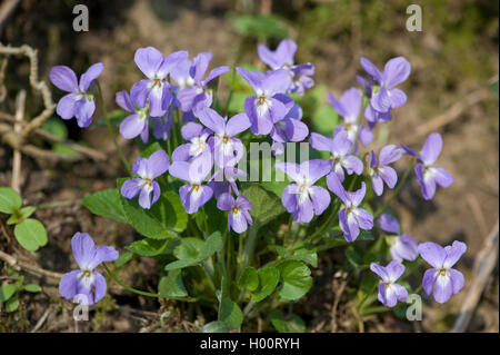 Violette (Viola hirta poilue), fleurs, Allemagne Banque D'Images