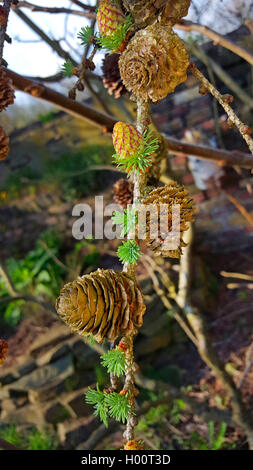 Mélèze (Larix kaempferi japonais), des rameaux avec les jeunes et les vieux cônes Banque D'Images