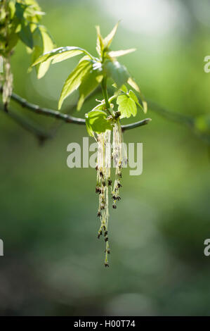 Ashleaf maple, fort ancien (Acer negundo), Direction générale de la floraison, Allemagne Banque D'Images