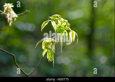 Ashleaf maple, fort ancien (Acer negundo), Direction générale de la floraison, Allemagne Banque D'Images