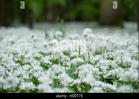 Ramsons, buckrams, ail sauvage, l'ail des bois, ail des ours, ail des bois, ail des ours (Allium ursinum), qui fleurit dans une forêt, Allemagne Banque D'Images