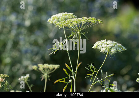 Bullwort, cure-dents ammi, Bishop's flower (Ammi majus), blooming Banque D'Images