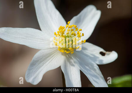 Anémone des bois (Anemone nemorosa), fleurs simples, Allemagne Banque D'Images