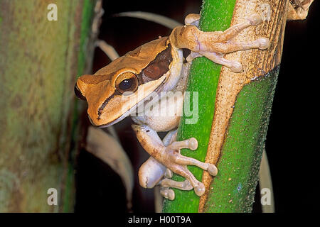 Rainette masqués (Similisca phaeota), à une tige, Costa Rica Banque D'Images