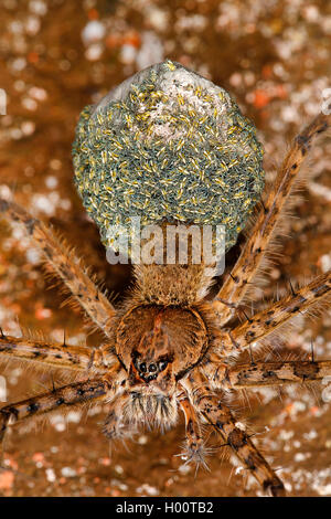 Spider (Trechalea rivière spec.), avec d'innombrables petits sur son dos, Costa Rica Banque D'Images