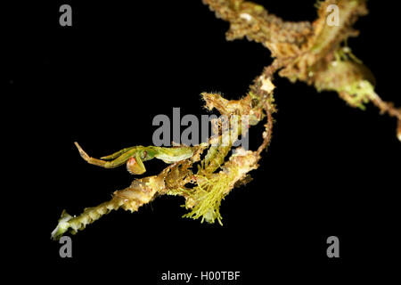 Orb weaver (Ulobora cribellate spec.), en face de l'arrière-plan noir, Costa Rica Banque D'Images