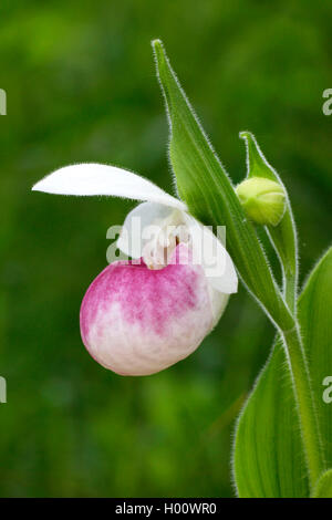 Dame neige (Cypripedium reginae rajustage dispositif), fleur, USA, Michigan Banque D'Images