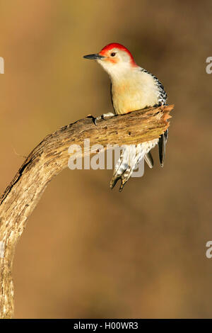 Pic à ventre roux (Melanerpes carolinus), assis sur une branche, USA, Michigan Banque D'Images