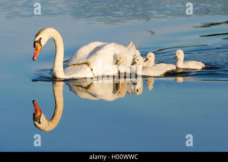 Mute swan (Cygnus olor), avec les poussins, USA, Michigan Banque D'Images