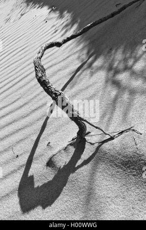 Symbole de l'infini créé par l'effet d'ombre d'une racine, d'une dune de la plage. Algarve, Portugal Banque D'Images
