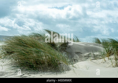 Dune de sable dans le vent Banque D'Images