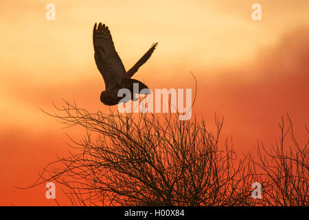 Grand-duc d'Amérique (Bubo virginianus), battant au coucher du soleil, USA, Arizona, broussailles Banque D'Images