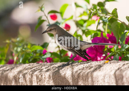 Moqueur polyglotte (Mimus polyglottos), assis sur un mur, Arizona, USA Banque D'Images