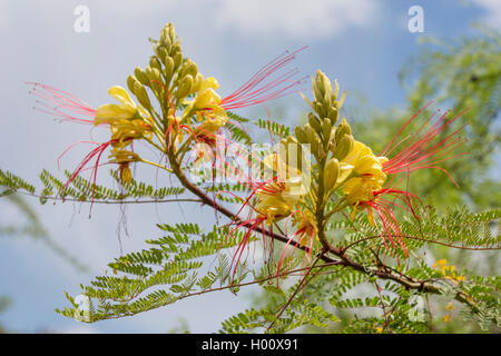 Bird-of-paradise shrub (Caesalpinia gilliesii), blooming, USA, Arizona, Boyce Thompson Arboretum Banque D'Images