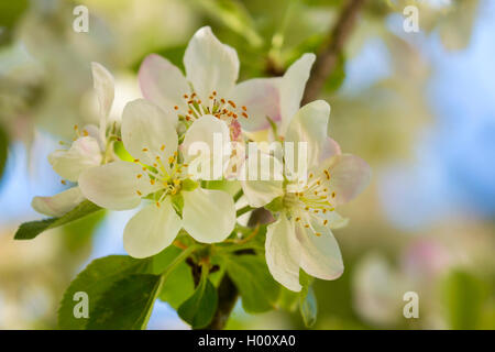 Pommier (Malus domestica), rameau en fleurs, l'Allemagne, la Bavière Banque D'Images