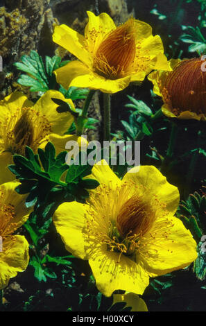 Creeping Avens (Geum reptans), la floraison, l'Italie, le Tyrol du Sud, Dolomites Banque D'Images