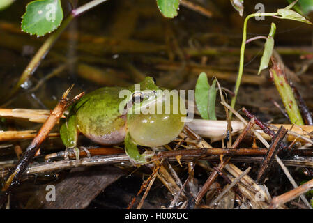 Rainette versicolore rainette Méditerranéenne, stripeless (Hyla meridionalis), appelant homme, Espagne, Baléares, Minorque Banque D'Images