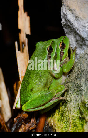 Rainette versicolore rainette Méditerranéenne, stripeless (Hyla meridionalis), couple en amplexus, Espagne, Baléares, Minorque Banque D'Images